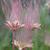 Geum trifolum