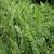 Nephrolepis biserrata "Giant Sword Fern"