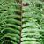 Nephrolepis biserrata