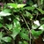 Creeping plant with green sheathing leaves & white flowers.