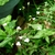 Creeping plant with green sheathing leaves & white flowers.