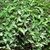 Creeping plant with green sheathing leaves & white flowers.
