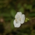 Close up of 3 petaled flower