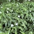 mounding plant with small white flowers.
