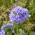 Flower and stem