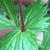 Sessile leaf attachment