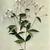 Gillenia trifoliata