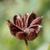 Gillenia trifoliata