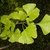 Shoot bearing 2-lobed, fan-shaped leaves.