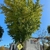 Form of a vase-shaped tree