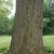 Trunk with rough, furrowed bark