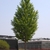 Young tree with pyramidal shape & dense branching.