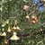 Round fleshy seeds dangling on thin stalks from branches.