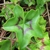 Glabrous 5-lobed leaf with dark zone inside the margin