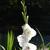 Gladiolus