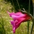 Side view of flower