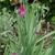 Sword-shaped foliage