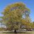 Fall Color Tree
