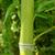 Stem closeup