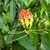 Flower and leaves