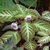Leaves and flowers