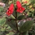 Flowers - Nov. 3 - Wake Co., NC