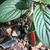Gloxinia nematanthodes