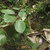 Form