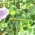 Mottled stem and leaves