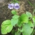 Form in bloom