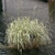 Arching grass with variegated leaves