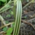 Variegated leaf