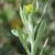 Flowers of G. affine