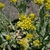 G. affine flowers