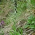 G, norvegicum habit