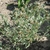 G. uliginosum form