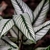 white leaves with fine green vein and midvein