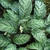 Variegated leaves and small white flowers