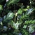 Variegated foliage