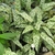 Plants with variegated foliage.