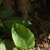 Unmarked broad leaf and upright inflor. with red flowers.