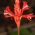 upright inflor. with red flowers.