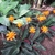 Plants with variegated foliage and orange inflorescences.
