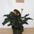 Potted plant with upright, orange inflorescence.