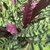 Plants with variegated leaves and purple undersides.