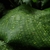 Leaves with yellow net-like variegation.