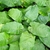 Green leaves