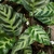 Foliage with dark variegation. White flowers.