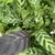 Leaves with dark variegation and purple undersides