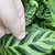 Leaves with dark variegation and purple undersides